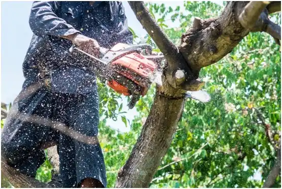 tree services Birch Bay